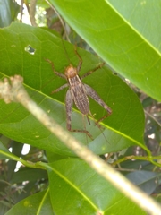 Eneopterinae