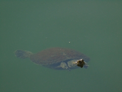 Trachemys venusta