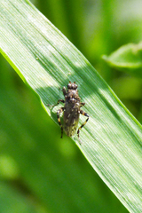 Maculantrops hirtipes