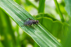 Maculantrops hirtipes