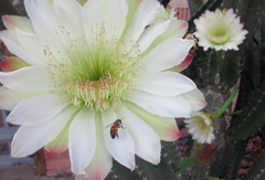Cereus repandus