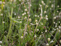 Calocephalus lacteus