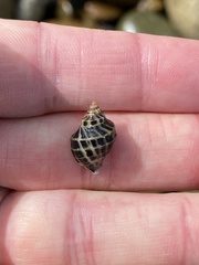 Acanthinucella paucilirata