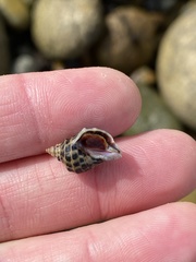 Acanthinucella paucilirata
