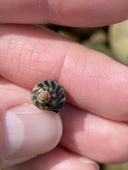 Acanthinucella paucilirata