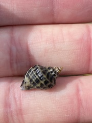 Acanthinucella paucilirata