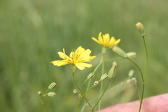 Crepis palaestina