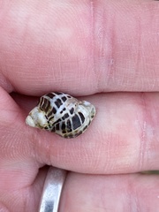 Acanthinucella paucilirata