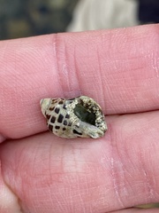 Acanthinucella paucilirata