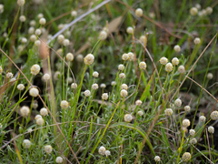 Calocephalus lacteus