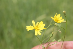 Crepis palaestina