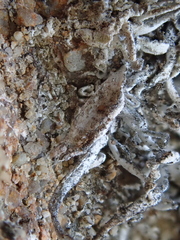 Trimmatostroma dendrographae