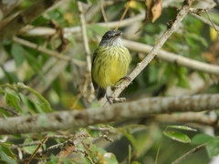 Todirostrum maculatum