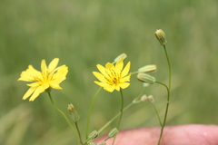 Crepis palaestina
