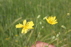 Crepis palaestina