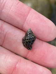 Acanthinucella paucilirata