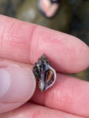 Acanthinucella paucilirata