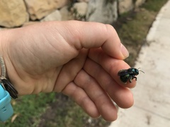 Xylocopa aerata