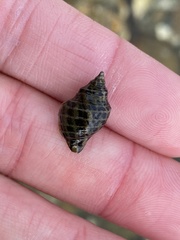 Acanthinucella paucilirata