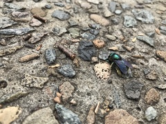 Xylocopa aerata