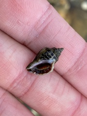 Acanthinucella paucilirata