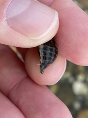 Acanthinucella paucilirata
