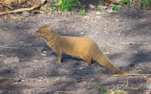 Small Indian Mongoose