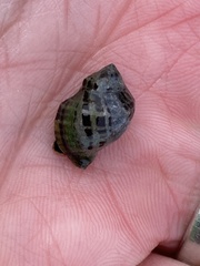 Acanthinucella paucilirata