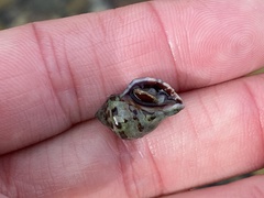 Acanthinucella paucilirata