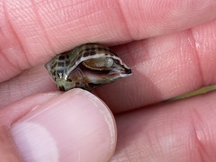Acanthinucella paucilirata