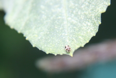 Psyllobora bicongregata