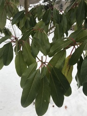 Daphniphyllum macropodum
