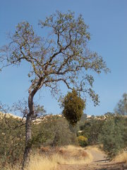 Phoradendron leucarpum tomentosum