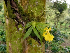 Image of Oncidium crista-galli