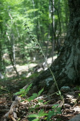 Epipactis microphylla