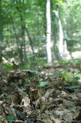 Epipactis krymmontana