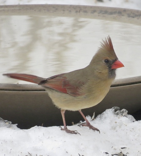 Northern Cardinal photographed in New Jersey