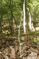 Epipactis krymmontana