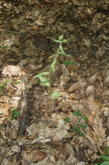 Epipactis krymmontana
