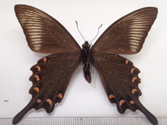 Papilio dehaanii