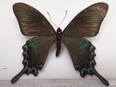 Papilio dehaanii
