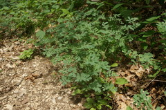 Coronilla coronata