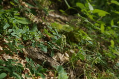 Coronilla coronata