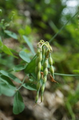 Coronilla coronata