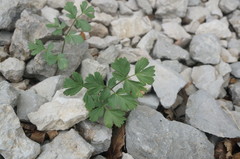 Heracleum ligusticifolium