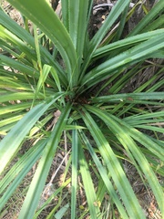 Pandanus brookei