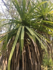 Pandanus brookei