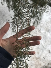 Juniperus rigida