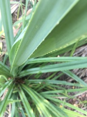 Pandanus brookei