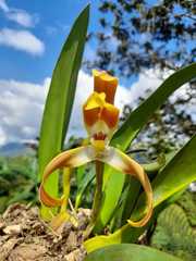 Maxillaria callichroma